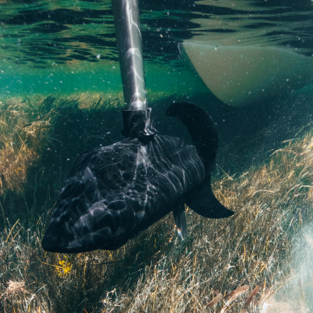 Power Pole Move PV 36